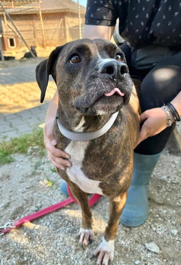 Sonia, Mixed Breed for adoption at Przytulisko u Wandy