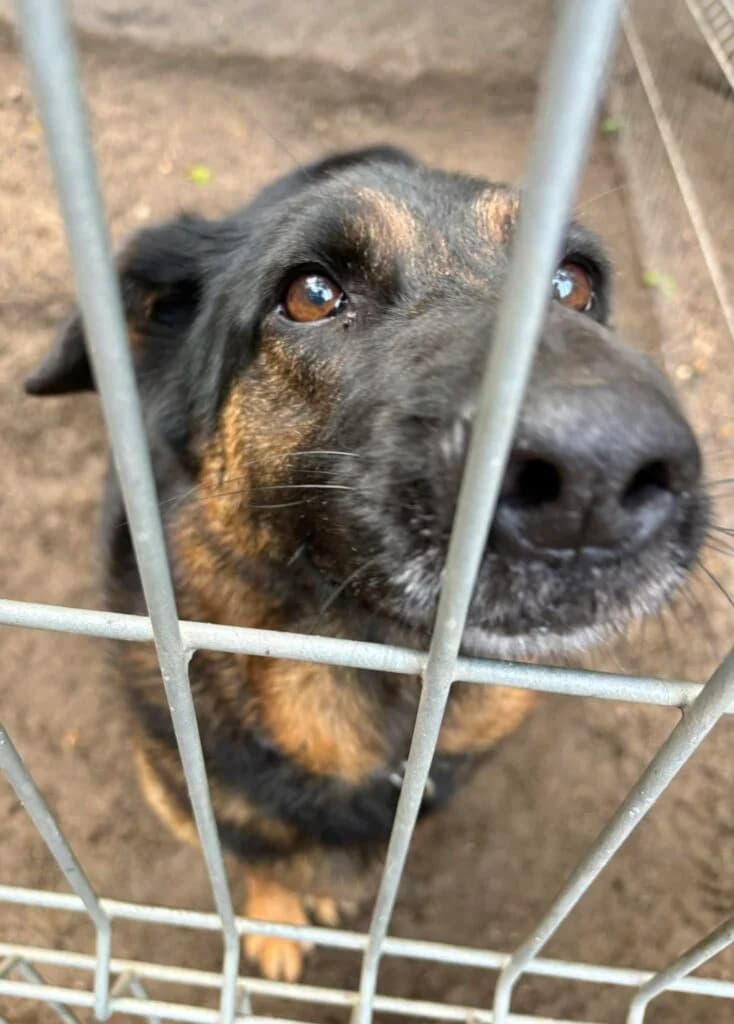 Śpiewak, Mixed Breed for adoption at Przytulisko u Wandy
