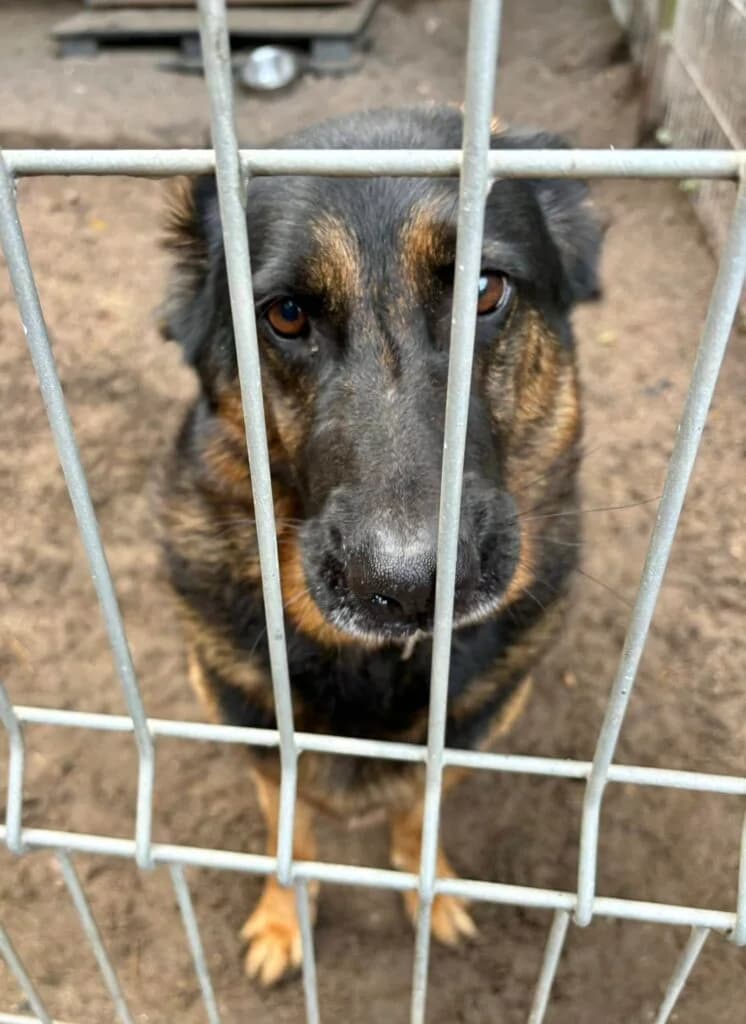 Śpiewaczek, Mixed Breed for adoption at Przytulisko u Wandy