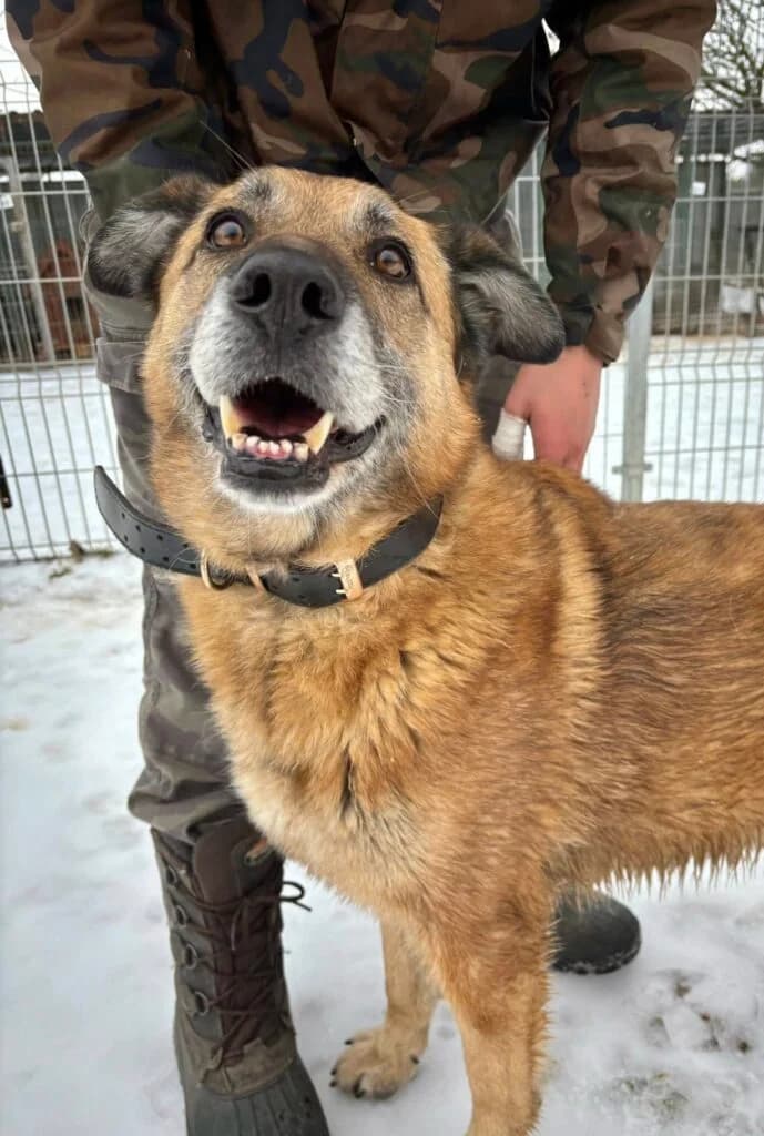Star – Lord, Mixed Breed for adoption at Przytulisko u Wandy