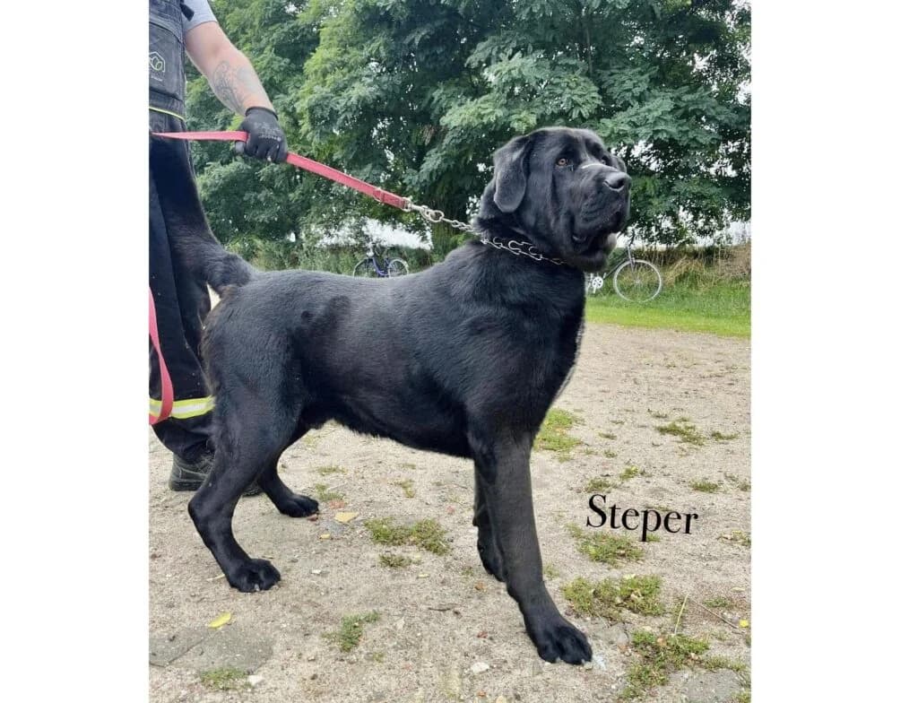 Steper, Mixed Breed for adoption at Przytulisko u Wandy