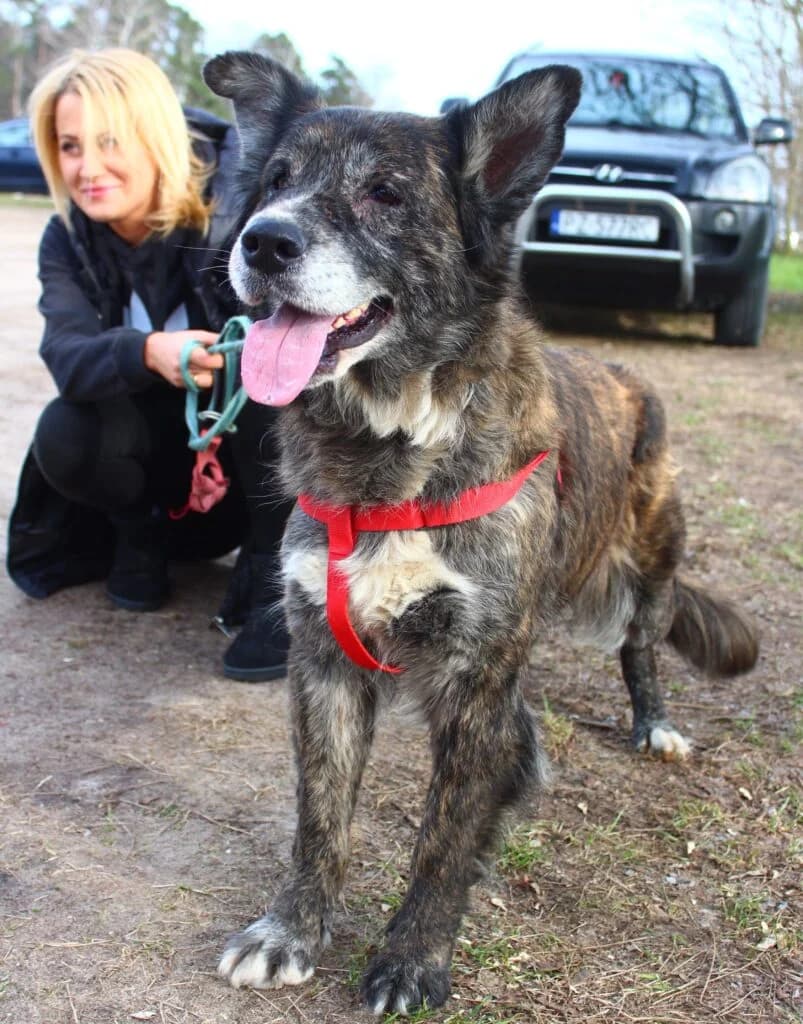 Strzeszynka, Mixed Breed for adoption at Przytulisko u Wandy