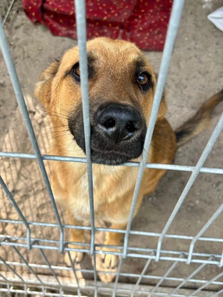 Szaborek, Mixed Breed for adoption at Przytulisko u Wandy
