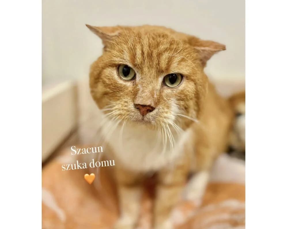 Szacun, Mixed Breed for adoption at Przytulisko u Wandy
