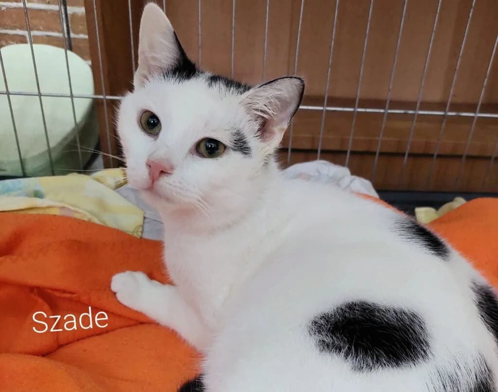 Szade, Mixed Breed for adoption at Przytulisko u Wandy