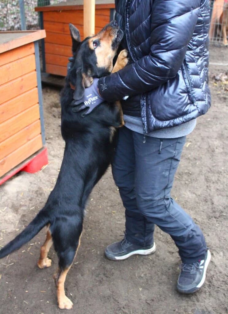 Szarna, Mixed Breed for adoption at Przytulisko u Wandy