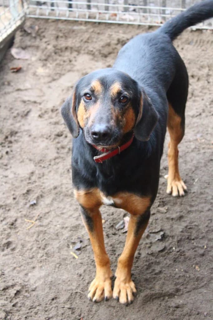 Szarnek, Mixed Breed for adoption at Przytulisko u Wandy