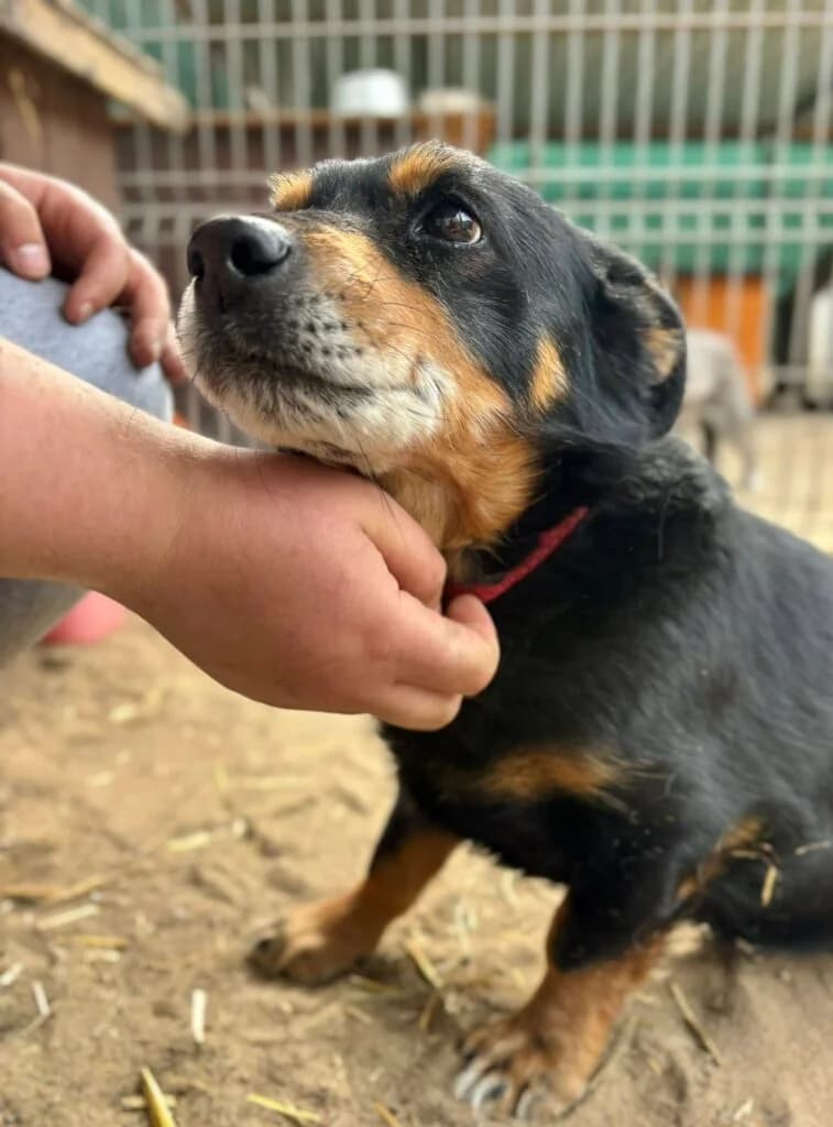 Szczupi, Mixed Breed for adoption at Przytulisko u Wandy