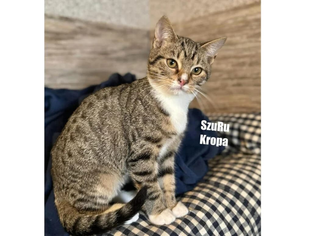 SzuRu Kropa, Mixed Breed for adoption at Przytulisko u Wandy