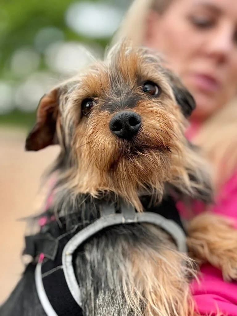 William Bobik, Mixed Breed for adoption at Przytulisko u Wandy