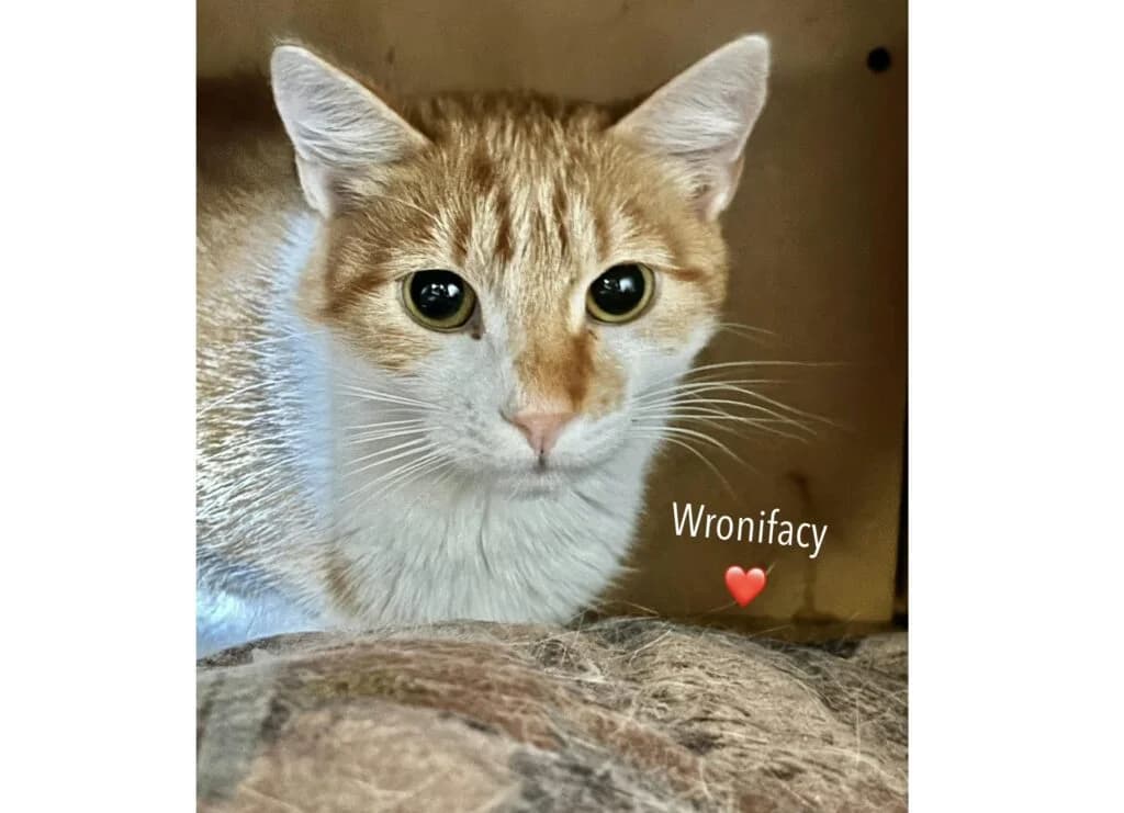 Wronifacy, Mixed Breed for adoption at Przytulisko u Wandy