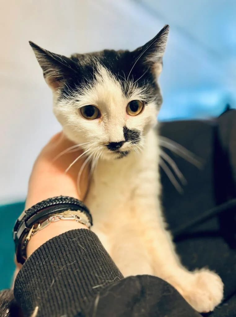 Wrotti Kitti, Mixed Breed for adoption at Przytulisko u Wandy