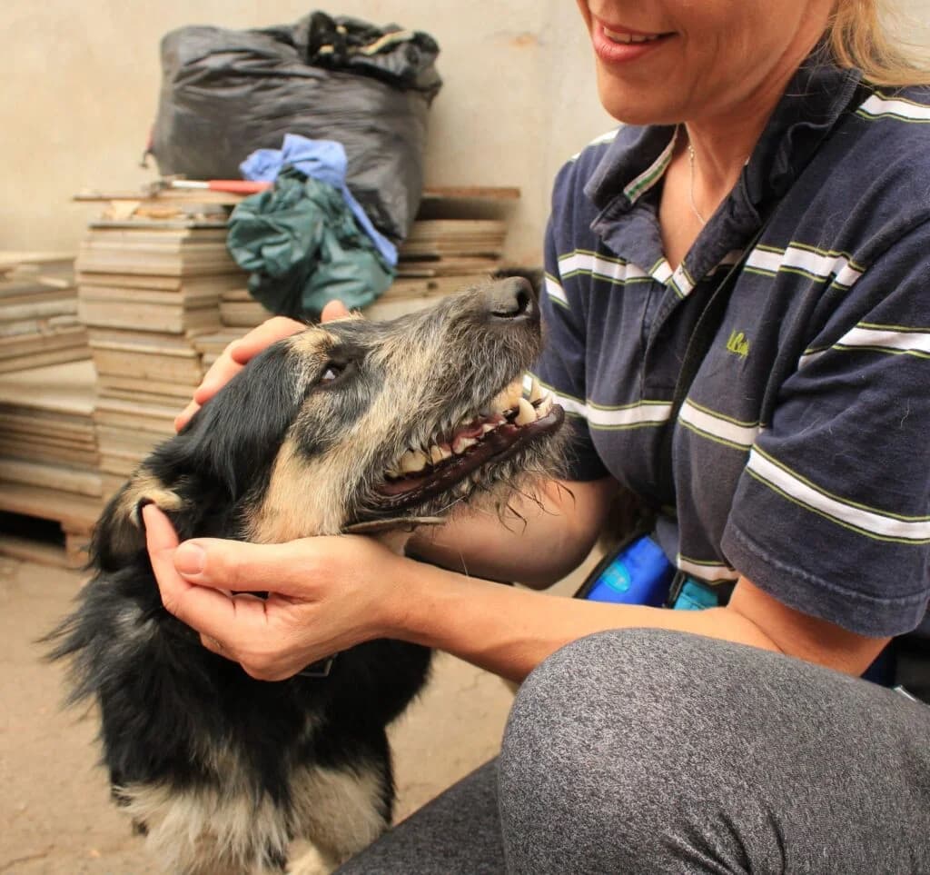 Zefirek, Mixed Breed for adoption at Przytulisko u Wandy