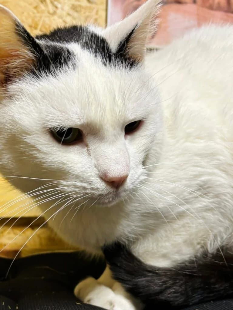 Zgredek, Mixed Breed for adoption at Przytulisko u Wandy