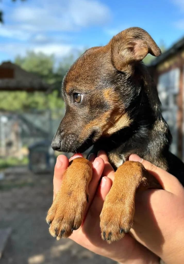 Zibi, Mixed Breed for adoption at Przytulisko u Wandy