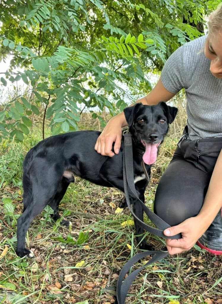 Ziemniaczek, Mixed Breed for adoption at Przytulisko u Wandy