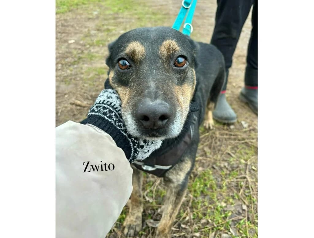 Zwito, Mixed Breed for adoption at Przytulisko u Wandy