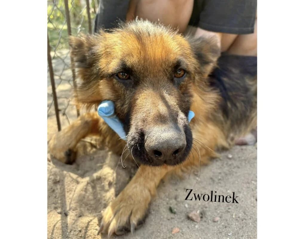 Zwolinek, Mixed Breed for adoption at Przytulisko u Wandy