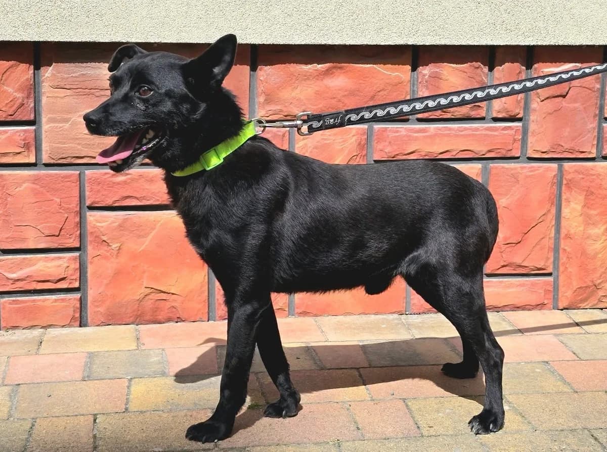 Admin, male Mixed Breed for adoption at Przytul Psiaka