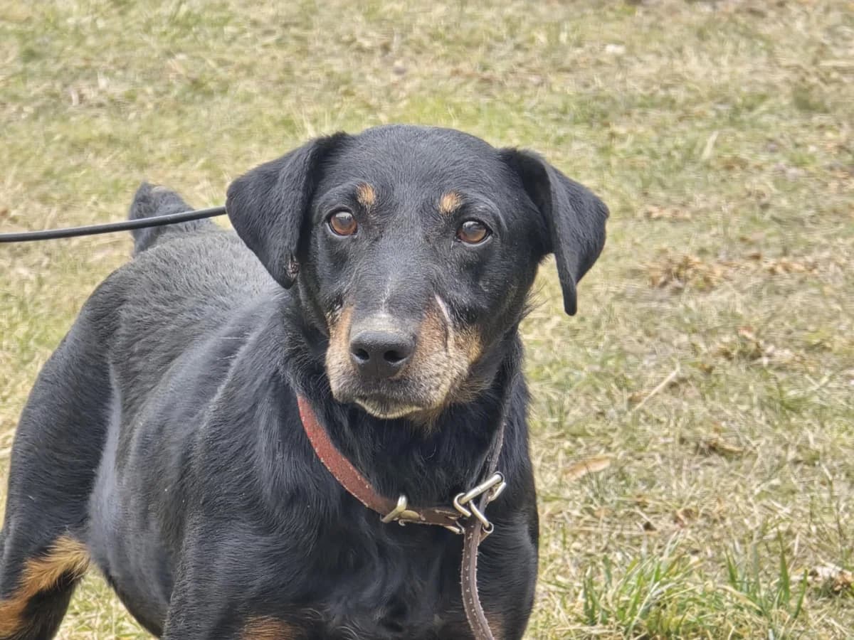 Airon, 4yo Mixed Breed for adoption at Przytul Psiaka