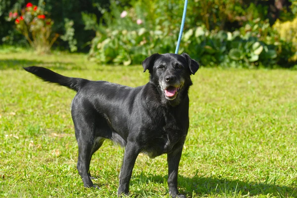 Alma, female puppy Mixed Breed for adoption at Przytul Psiaka