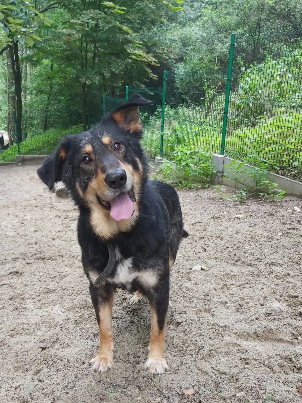 Artur, male puppy Mixed Breed for adoption at Przytul Psiaka