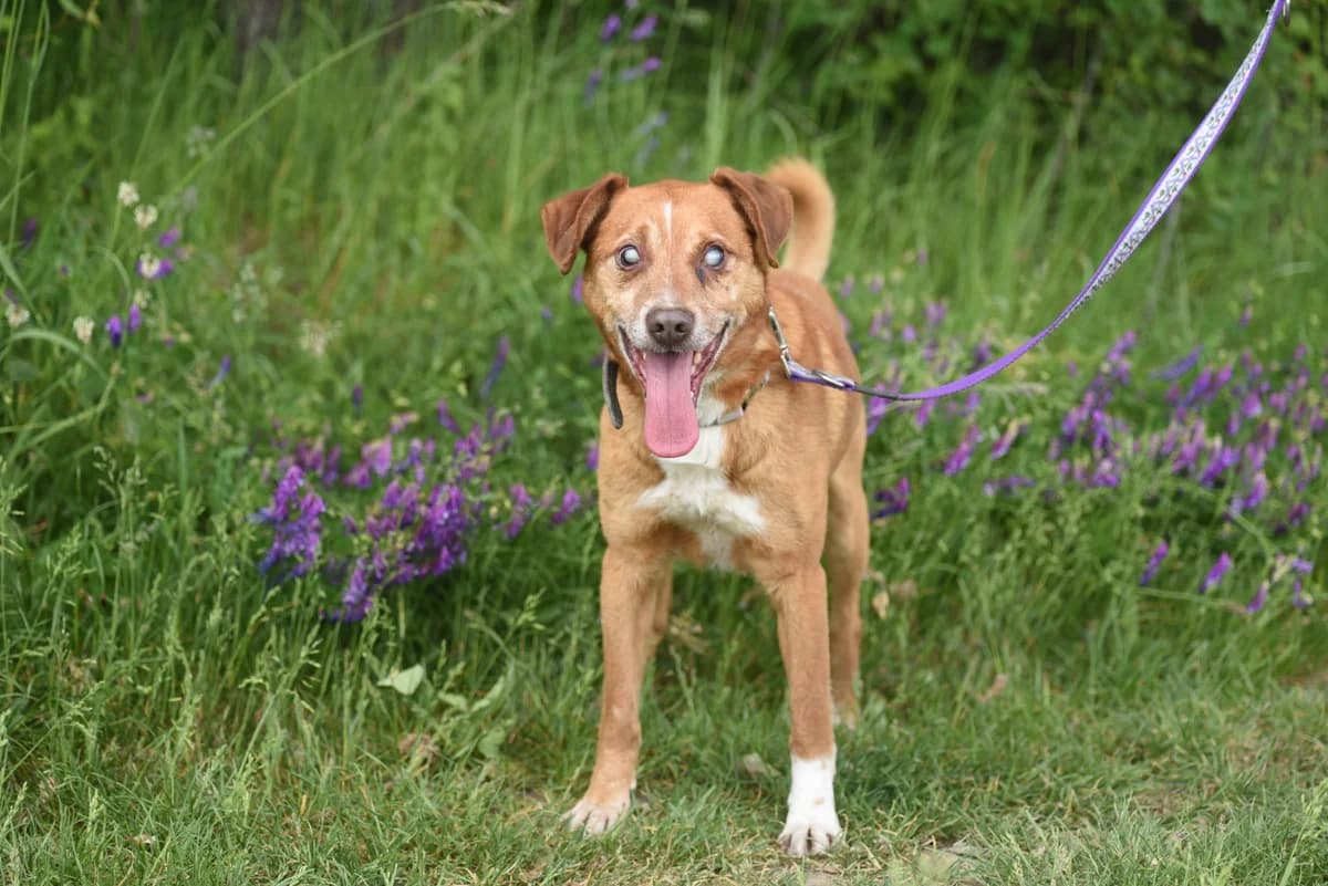 Bajdek, senior Mixed Breed for adoption at Przytul Psiaka