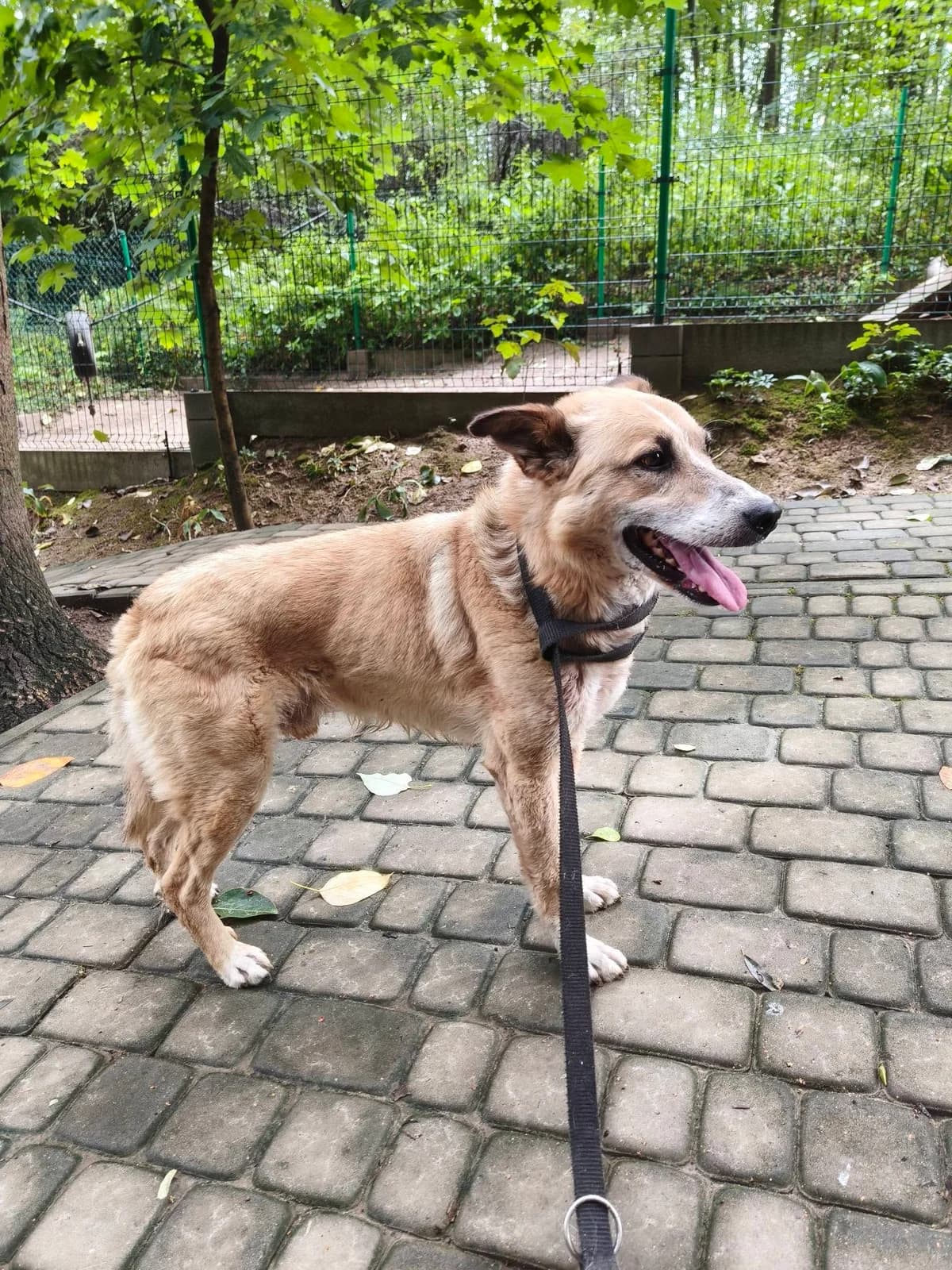 Baks, 5yo Mixed Breed for adoption at Przytul Psiaka