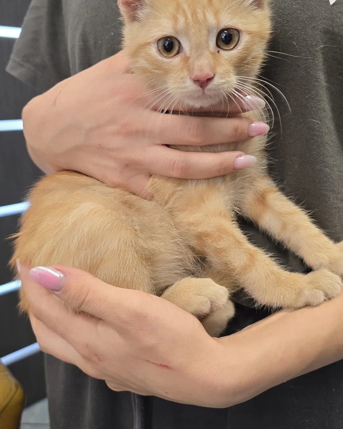 Batman, Mixed Breed for adoption at Przytul Psiaka