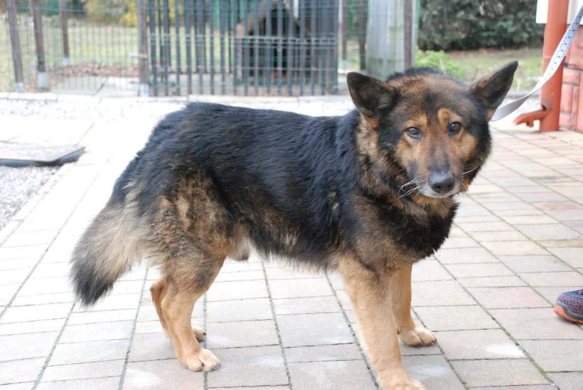 Behemot, senior Mixed Breed for adoption at Przytul Psiaka