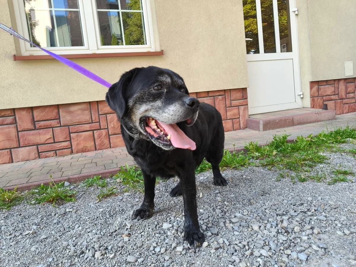 Beryl, senior Mixed Breed for adoption at Przytul Psiaka