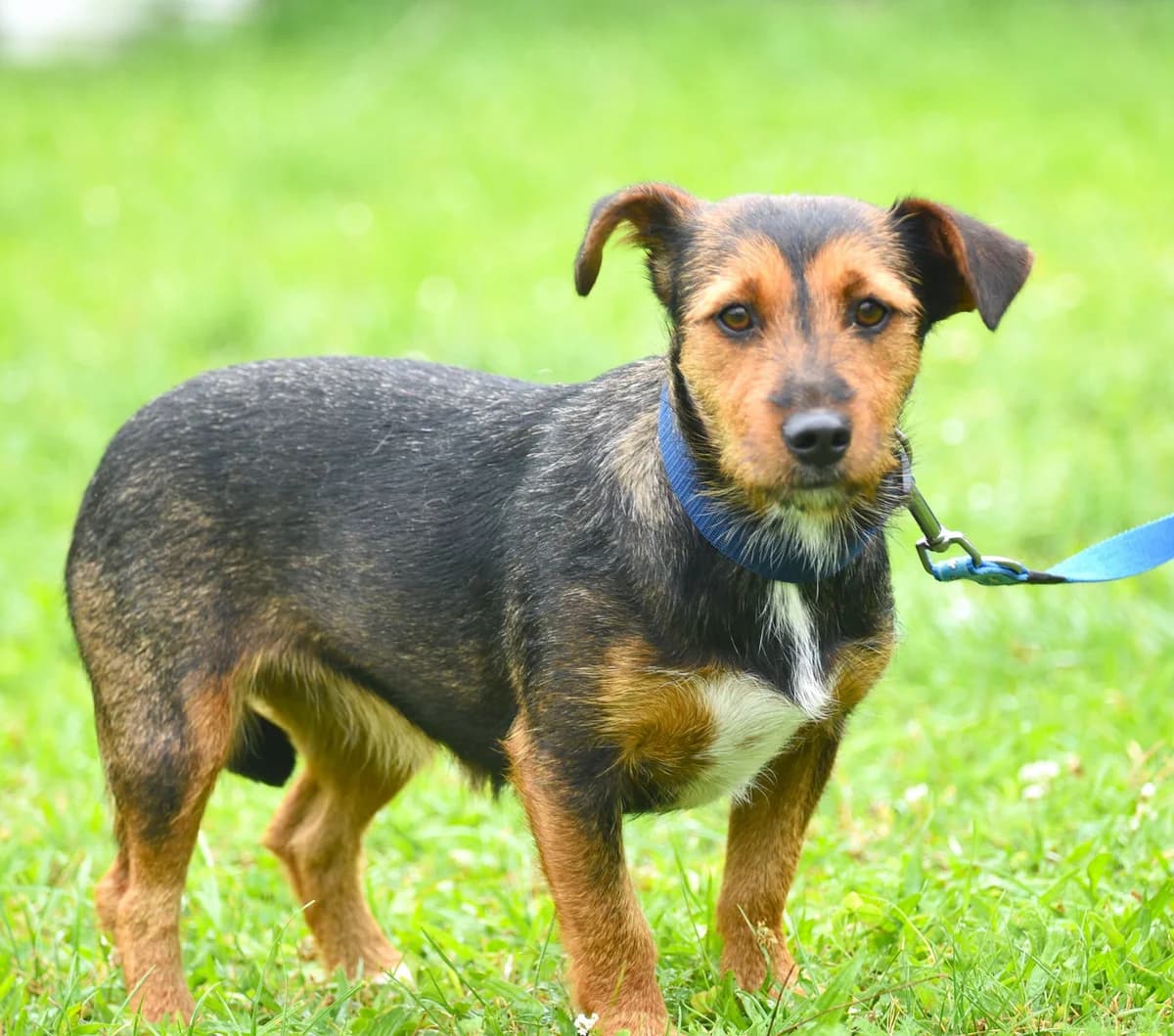 Buba, female puppy Mixed Breed for adoption at Przytul Psiaka