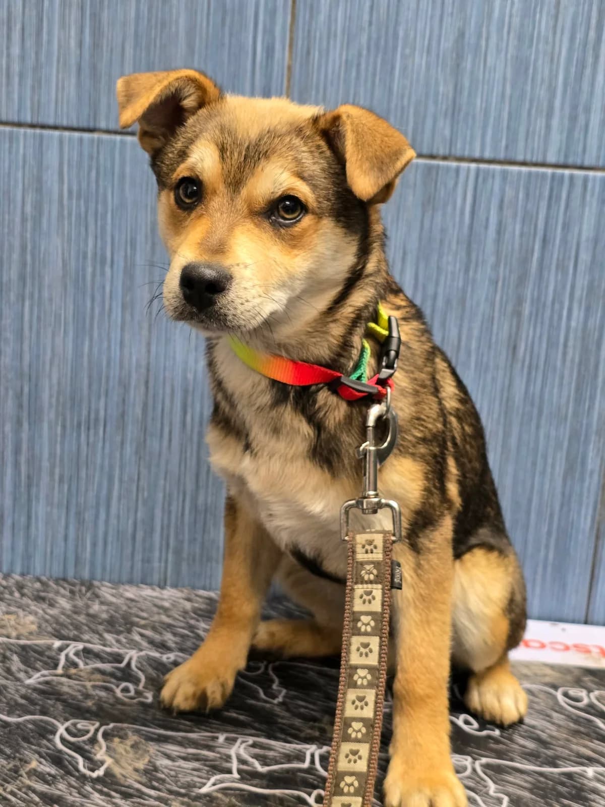 Bubuś, puppy Mixed Breed for adoption at Przytul Psiaka