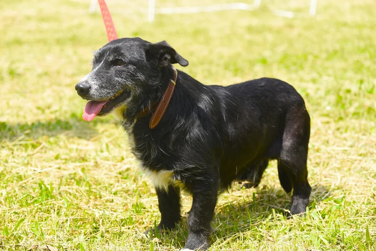 Butek, 7yo Mixed Breed for adoption at Przytul Psiaka