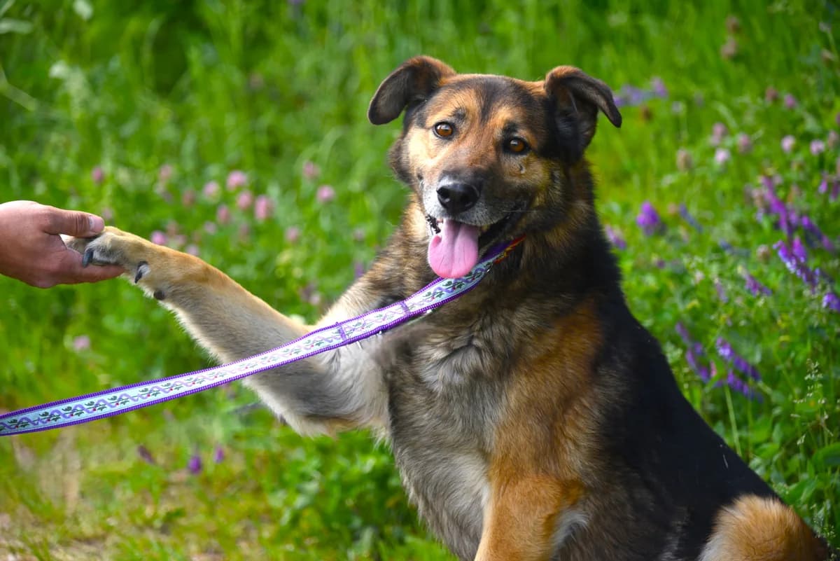 Chester, 5yo Mixed Breed for adoption at Przytul Psiaka
