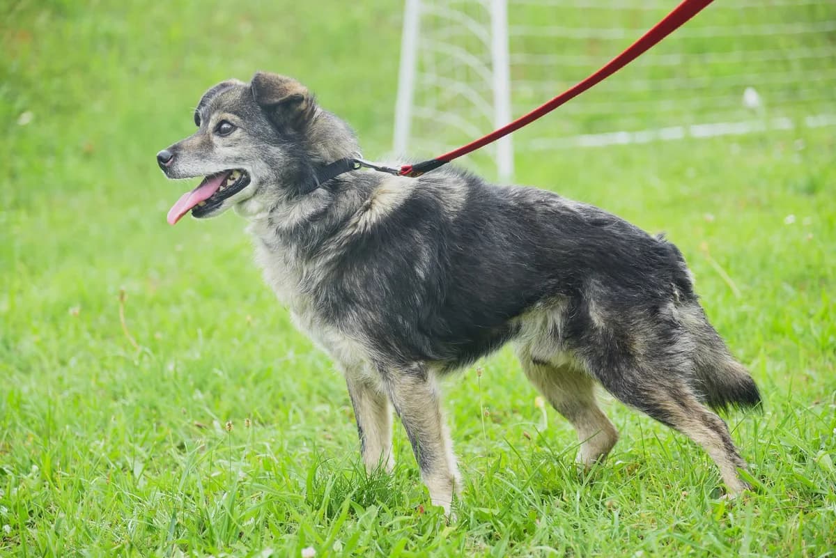 Ciastek, senior Mixed Breed for adoption at Przytul Psiaka