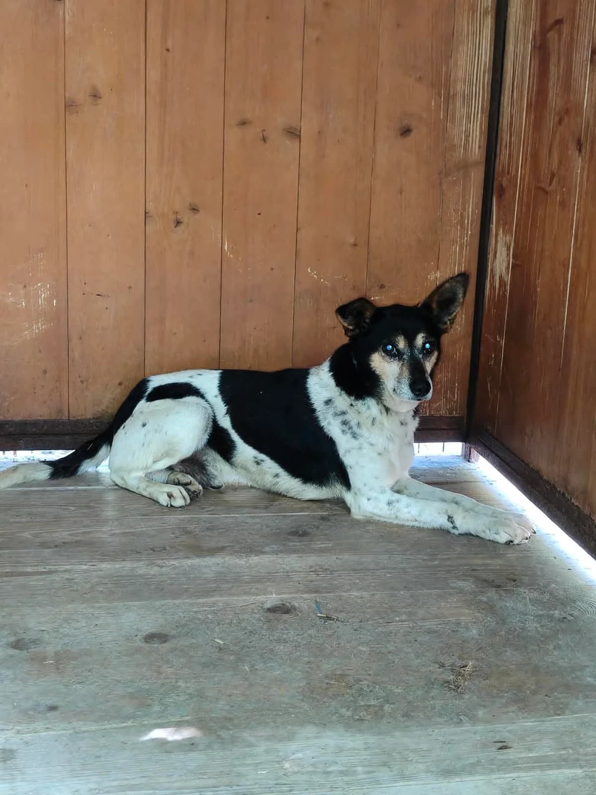 Czekaj, senior Mixed Breed for adoption at Przytul Psiaka