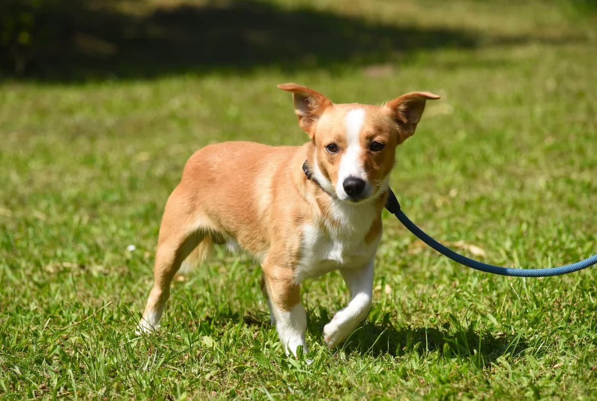 Cziken, male puppy Mixed Breed for adoption at Przytul Psiaka