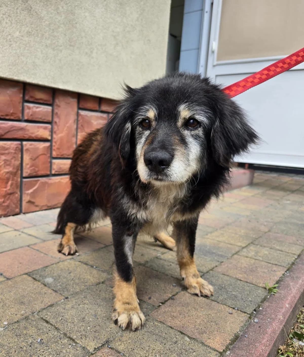 Dobby, male senior Mixed Breed for adoption at Przytul Psiaka