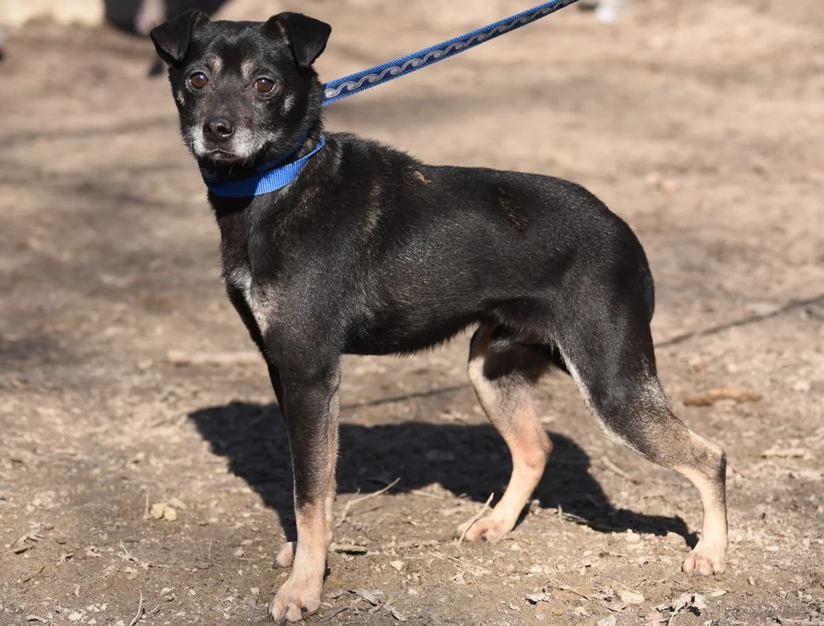 Finger, 7yo Mixed Breed for adoption at Przytul Psiaka