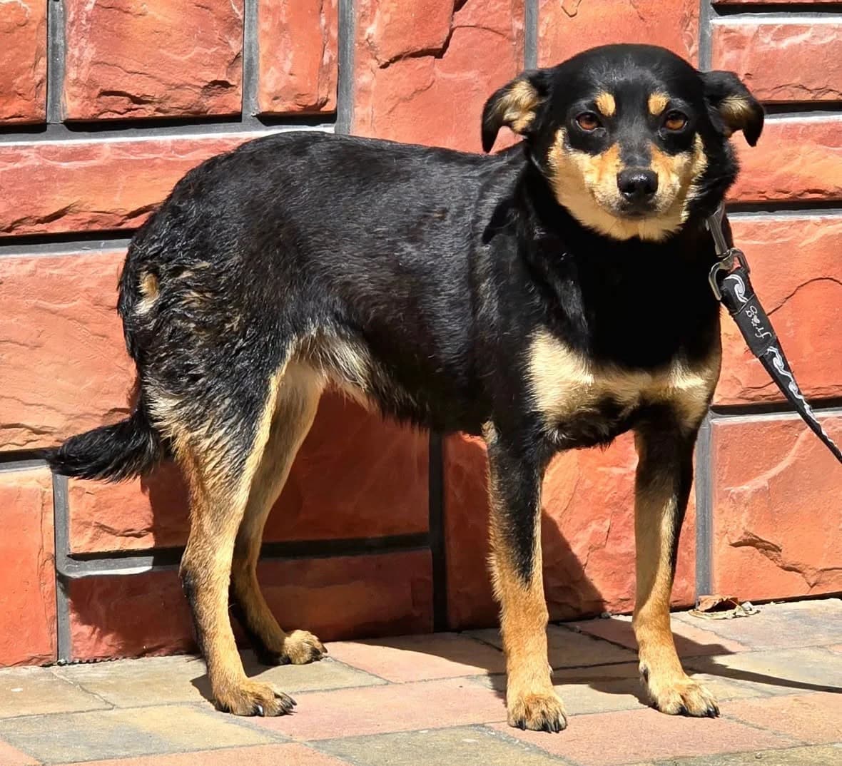 Fryta, female Mixed Breed for adoption at Przytul Psiaka