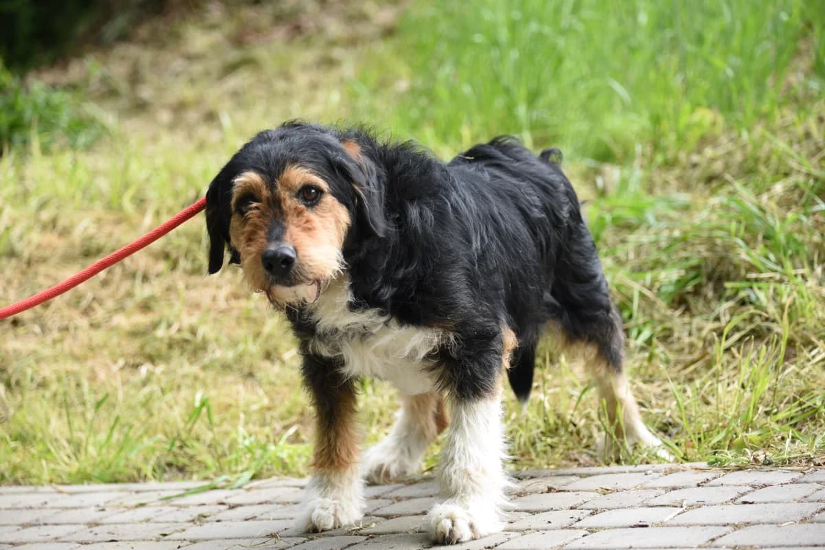 Guliwer, male Mixed Breed for adoption at Przytul Psiaka