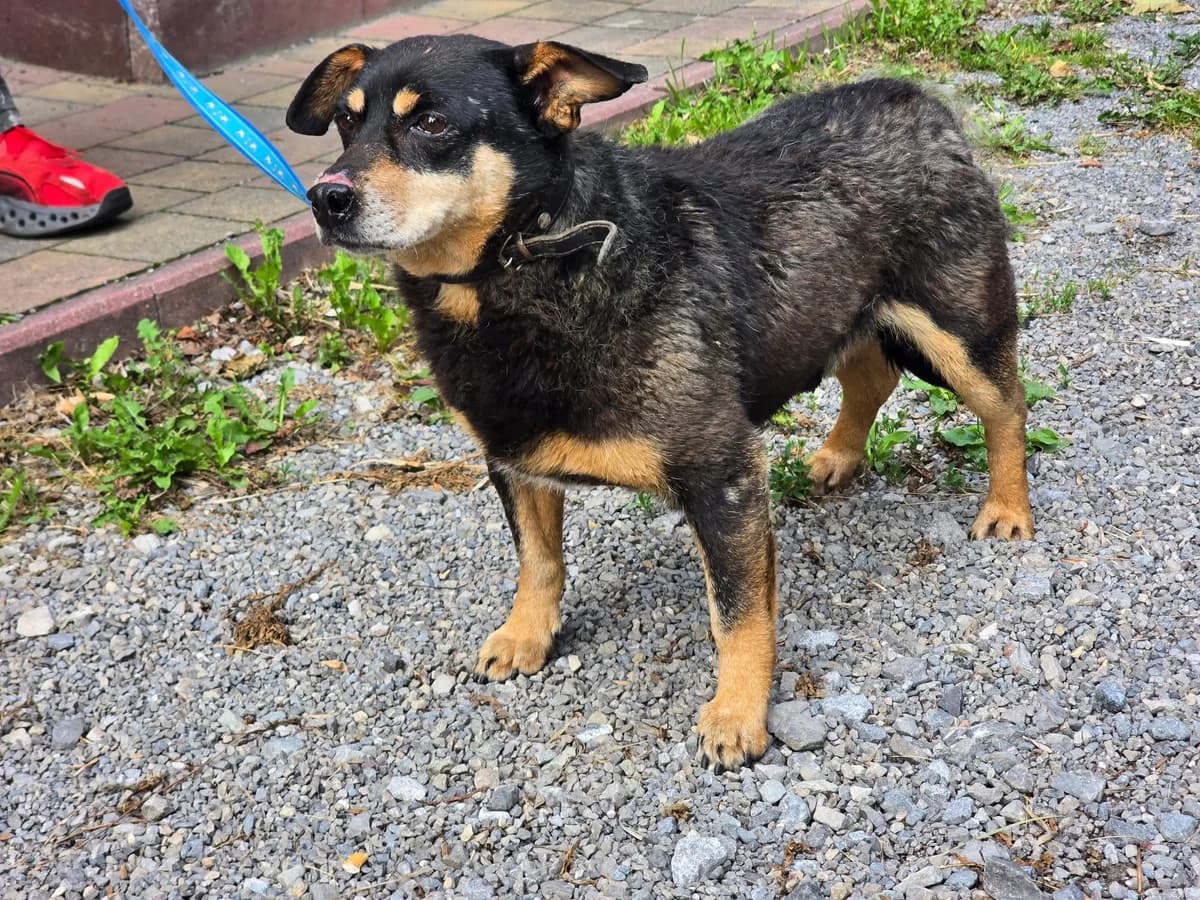 Kaktus, male Mixed Breed for adoption at Przytul Psiaka
