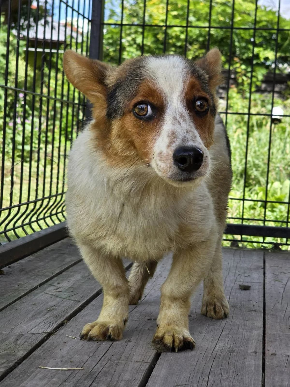 Kisiel, 3yo Mixed Breed for adoption at Przytul Psiaka