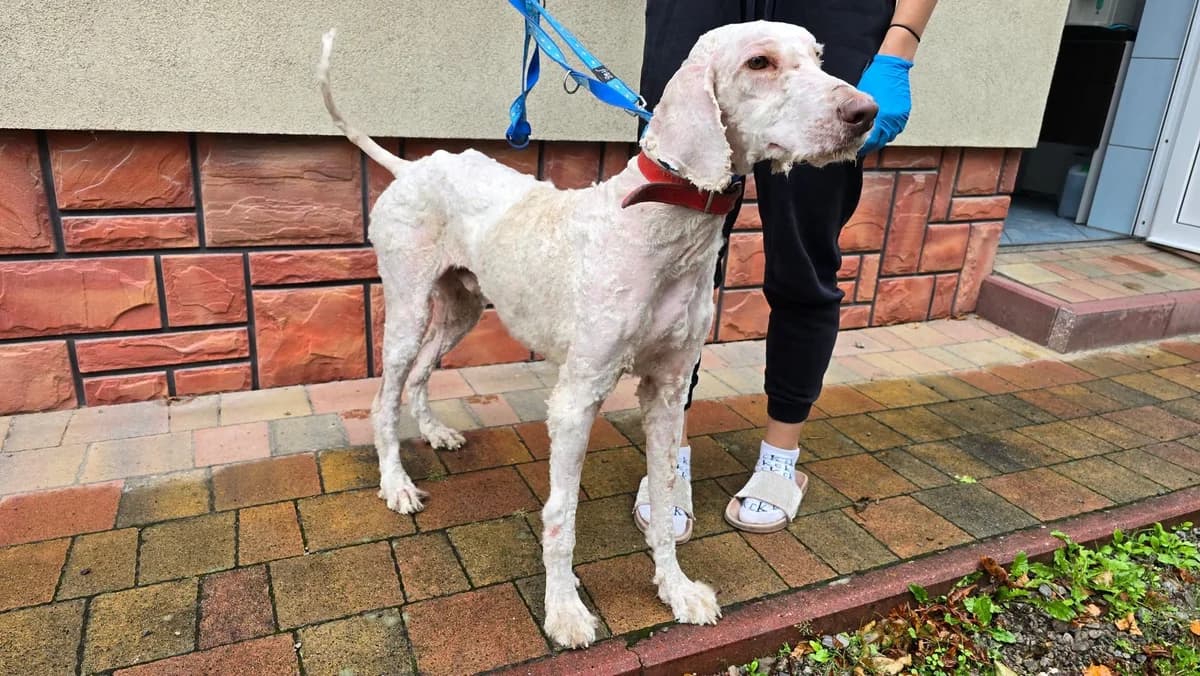 KudΕaty, 4yo Mixed Breed for adoption at Przytul Psiaka