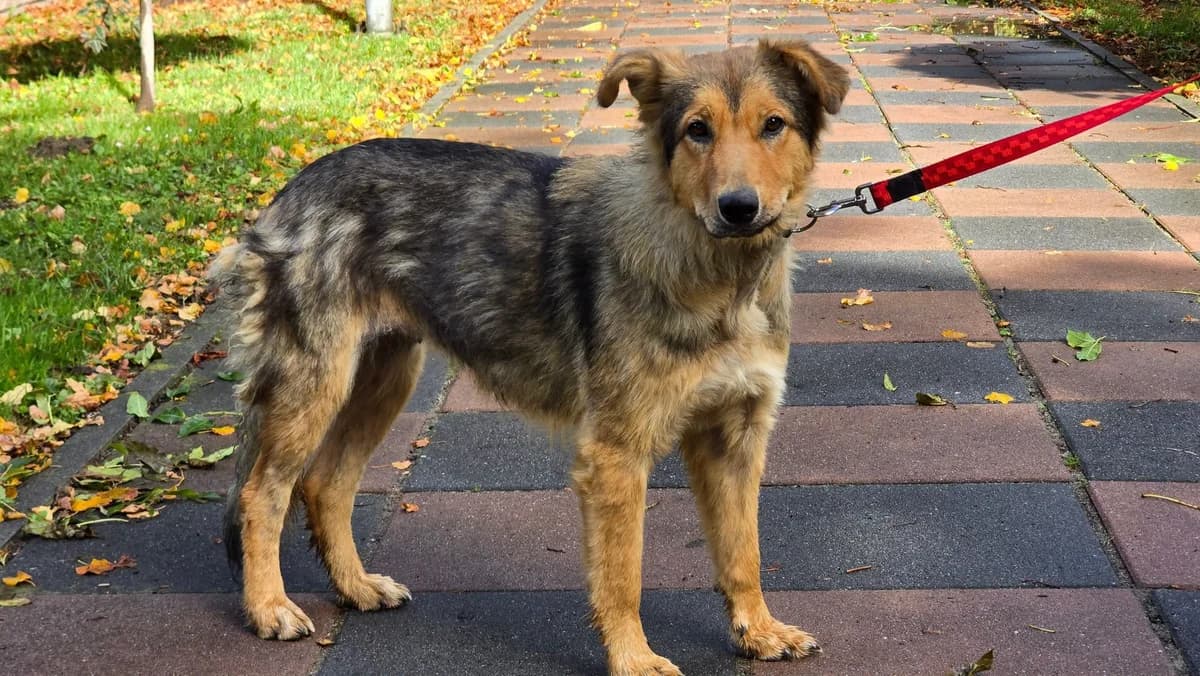 Lalka, female Mixed Breed for adoption at Przytul Psiaka