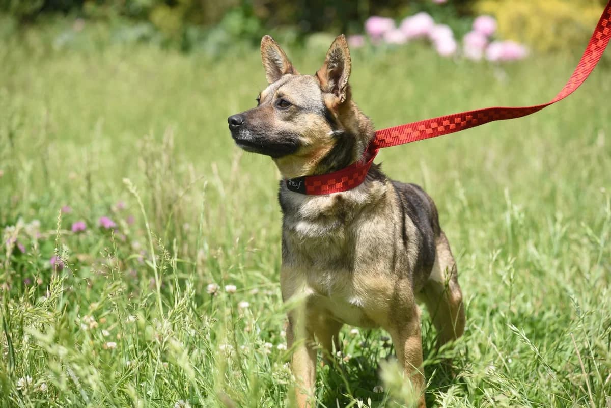 Lenor, male Mixed Breed for adoption at Przytul Psiaka