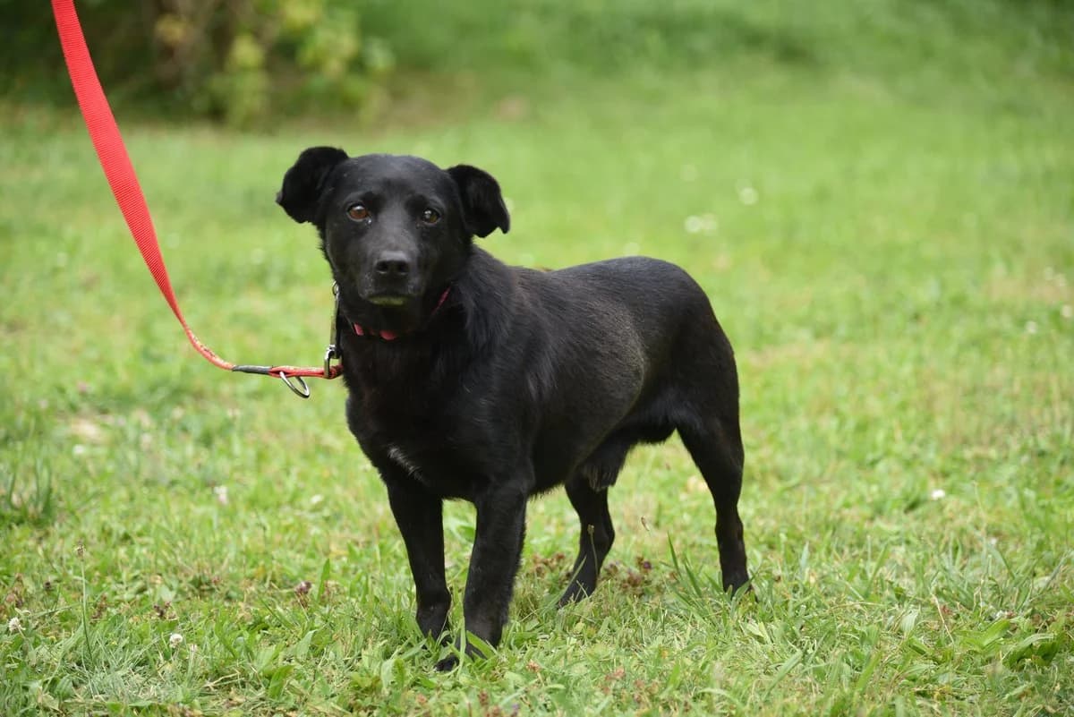 Maroko, male Mixed Breed for adoption at Przytul Psiaka