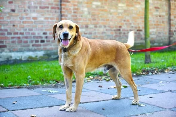 Misiek, 7yo Mixed Breed for adoption at Przytul Psiaka