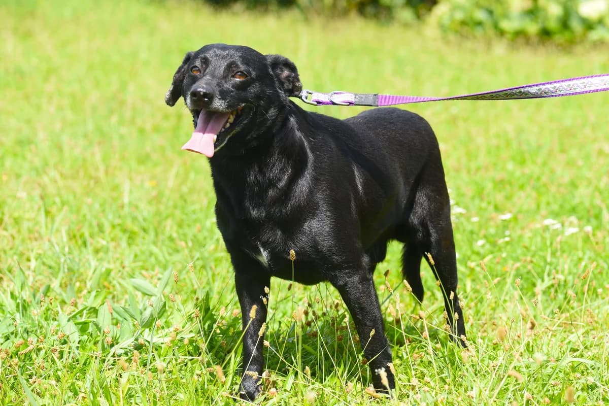 Mondi, 6yo Mixed Breed for adoption at Przytul Psiaka